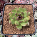 Echeveria Agavoides 'Black Queen' 2" Succulent Plant