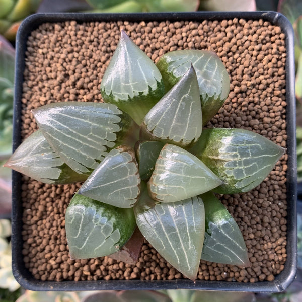 Haworthia 'Aboukyou' 3" Succulent Plant