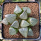 Haworthia 'Aboukyou' 3" Succulent Plant