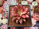 Echeveria Agavoides 'Schneider' 2"-3" New Hybrid Succulent Plant