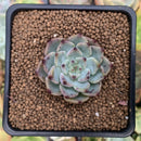 Echeveria 'Cherry Blossom Ending' 1" Succulent Plant