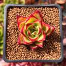 Echeveria Agavoides 'Orange Ebony' 1"-2" Succulent Plant