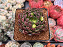 Echeveria 'Scorpio' 2" Succulent Plant