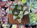 Haworhtia Correcta sp. 2" Succulent Plant