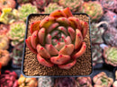 Echeveria Agavoides 'Red Wine' 3" Succulent Plant