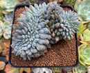 Echeveria 'Elegans Potosina' Crested 4" Succulent Plant