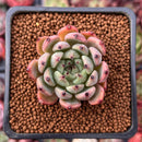 Echeveria Agavoides 'Redtips' 1" Succulent Plant