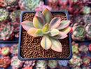 Echeveria 'Hanaikada' Variegated 1"-2" Succulent Plant