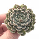 Echeveria ‘Mexican Minima’ 2” Rare Succulent Plant