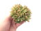 Echeveria Agavoides Crested 5" Succulent Plant