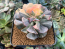 Echeveria 'Cubic Frost' Variegated 3" Succulent Plant