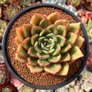 Echeveria Agavoides 'Chou' 4" Succulent Plant