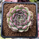 Echeveria 'Zera' 1" New Hybrid Succulent Plant