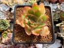 Echeveria 'Shaviana' Hybrid 1"-2" Succulent Plant