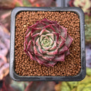 Echeveria 'Shani' 1" Succulent Plant