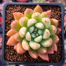 Echeveria 'Pink Top' 2" Succulent Plant