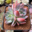 Echeveria 'Starmark' 2"-3" Succulent Plant
