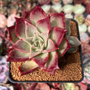 Echeveria 'Love and Soul' 3" Succulent Plant