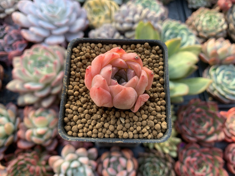 ping succulent Echeveria 'Pink Ping Pong' 1" New Hybrid Small Succulent Plant – True Succulents Plant Co