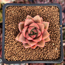 Echeveria 'Purposorum' Hybrid 1" Succulent Plant