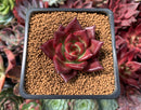 Echeveria Agavoides 'Red Beach' 1" Succulent Plant
