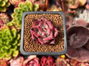 Echeveria Agavoides 'Red Ebony' 1" Succulent Plant