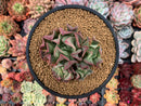 Echeveria 'Black Hawk' 4" Cluster with Crested Head Succulent Plant