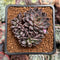 Echeveria 'Resbi' Cluster 2" Air Magic Hybrid Succulent Plant