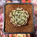 Echeveria Agavoides 'Black Cat' 1" Succulent Plant