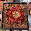 Echeveria Agavoides 'Mundy' 1" Succulent Plant