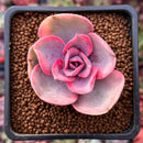 Echeveria 'Rainbow' Variegated 1" Succulent Plant