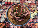 Echeveria Agavoides 'Flower Star' 4" Succulent Plant