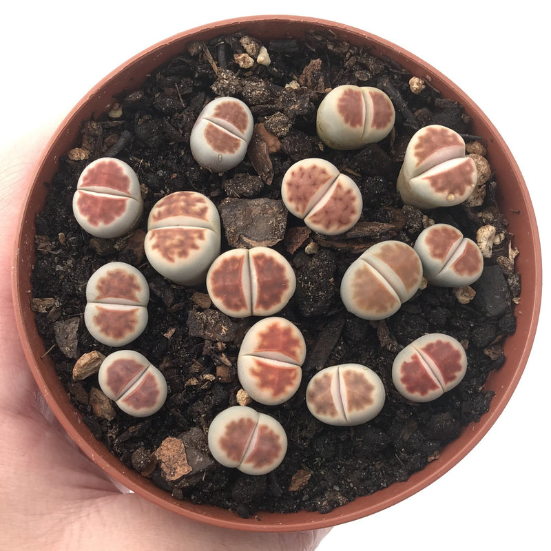 Collection of Red Lithops 4" (x15 Lithops)