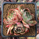 Echeveria 'Zeta' 2" Cluster Succulent Plant