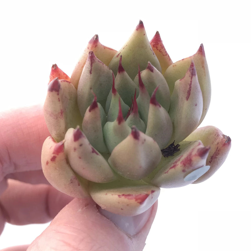 Echeveria Agavoides ‘Bonita’ 1”-2” Rare Succulent Plant