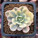 Echeveria Runyonii Variegated (Aka Echeveria 'Akaihosi' Variegated) 2" Succulent Plant