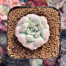 Echeveria 'Heart Choice' 1" Succulent Plant