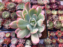 Echeveria 'Luella' Variegated 2" Succulent Plant