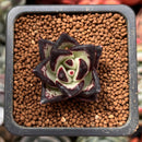 Echeveria Agavoides 'Black Ebony' 1" *Cutting* Succulent Plant