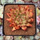 Echeveria Agavoides 'Shaikh' 2"-3" Succulent Plant