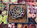 Echeveria 'Moranii' 1"-2" New Hybrid Succulent Plant
