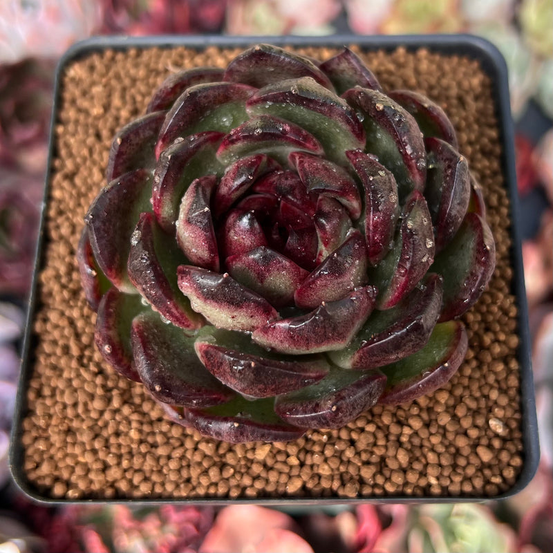tiger tail succulent plant Echeveria Agavoides 'Black Tiger' 3" New Hybrid Succulent Plant – True Succulents Plant Co