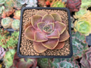 Echeveria 'Cuba' 2" Succulent Plant