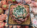 Echeveria 'Colby' 2" Succulent Plant