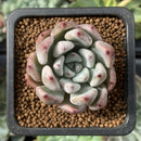 Echeveria 'Zaragoza' x 'Colorata' Hybrid 1" Succulent Plant