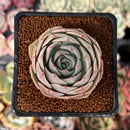 Echeveria 'Beads of Dew' 1" Succulent Plant