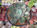 Echeveria 'Purple Tint' 3"-4" New Hybrid Succulent Plant
