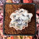 Echeveria 'Crispate Beauty' 1" Powdery Succulent Plant