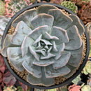 Echeveria 'Manner Queen' (Not Echeveria Exotic) 5" Large Powdery Succulent Plant