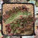 Echeveria 'Ruth Bancroft' Crested Cluster 3" Succulent Plant
